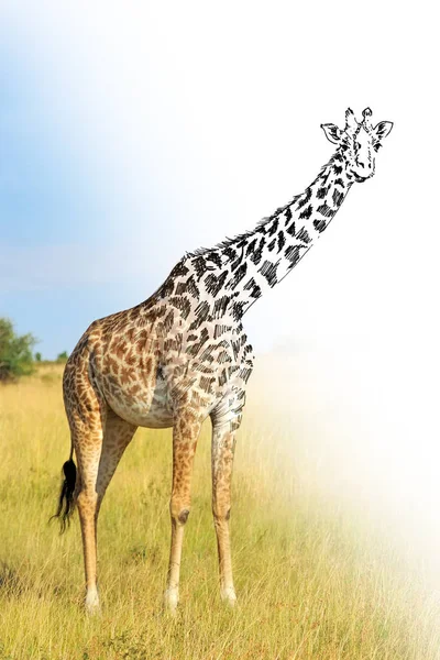 Skizzieren Sie Grafiken Monochrom Illustration Und Foto Giraffe Kombination Handgezeichnetes — Stockfoto