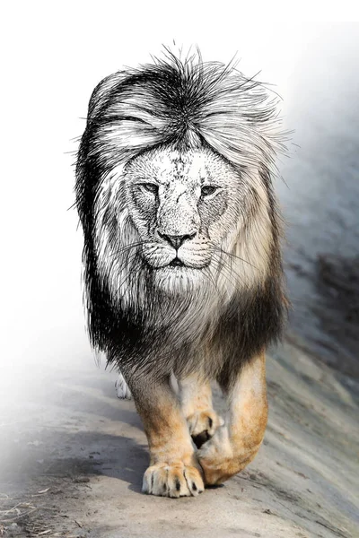 Sketch Graphics Monochrome Illustration Photo Lion Combination Hand Drawn Animal — Stock Photo, Image