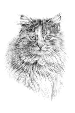 Beyaz arka planda el çizimi kedi portresi, çizim grafikleri monokrom resimleme (orijinaller, iz sürme yok)