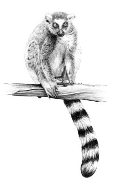 El çizimi lemuru, beyaz arkaplanda tek renkli çizimler (orijinaller, iz sürme yok)