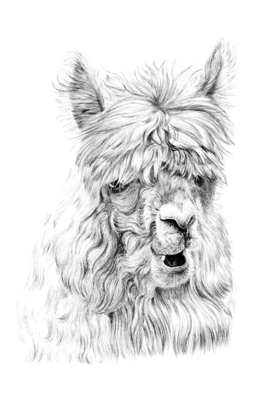 Portrait Lama Dessiné Main Croquis Illustration Monochrome Sur Fond Blanc — Photo