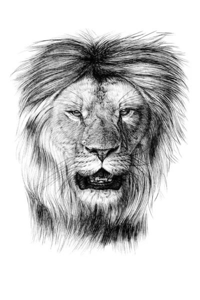 手書きのライオンの肖像画 白い背景のスケッチグラフィックモノクロームのイラスト オリジナル トレースなし — ストック写真
