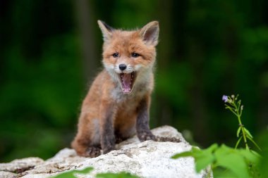 Kızıl tilki, vulpes vulpes, ormandaki küçük yavru. Doğal ortamda sevimli küçük yırtıcılar. Doğadan vahşi yaşam sahnesi
