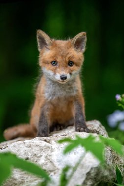 Kızıl tilki, vulpes vulpes, ormandaki küçük yavru. Doğal ortamda sevimli küçük yırtıcılar. Doğadan vahşi yaşam sahnesi