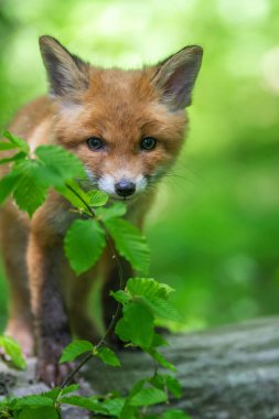 Kızıl tilki, vulpes vulpes, ormandaki küçük yavru. Doğal ortamda sevimli küçük yırtıcılar. Doğadan vahşi yaşam sahnesi