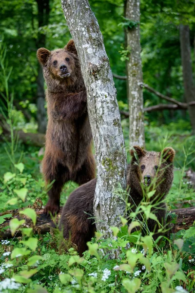 野生のヒグマ Ursus Arctos は夏の森の木にもたれています 自然の生息地で動物 野生動物のシーン — ストック写真