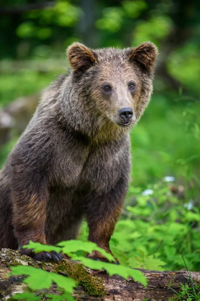 Vilda Brunbjörnen Ursus Arctos Sommarskogen Djur Naturlig Miljö Vilt Och — Stockfoto