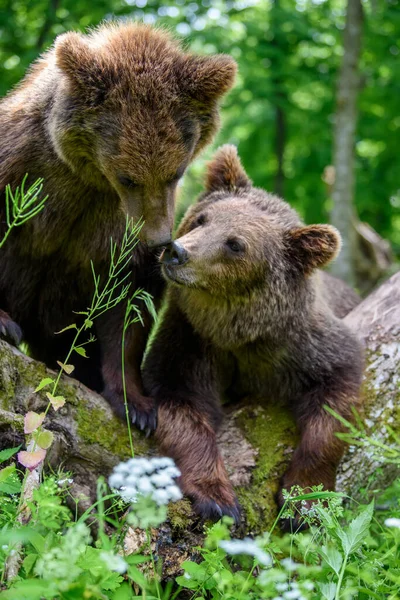 Dva Mladí Medvědi Hnědí Ursus Arctos Letním Lese Zvíře Přírodním — Stock fotografie