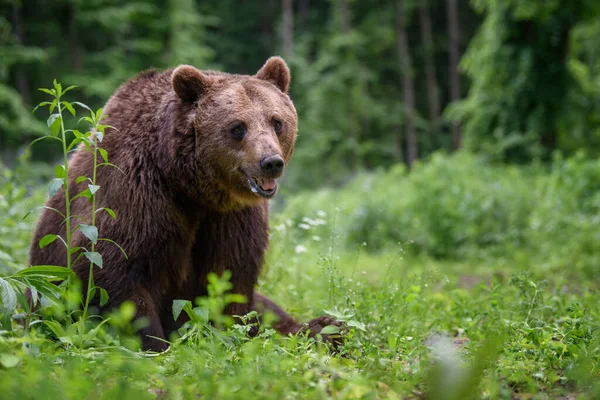 Vad Barna Medve Ursus Arctos Nyári Erdőben Állatok Természetes Élőhelyen — Stock Fotó
