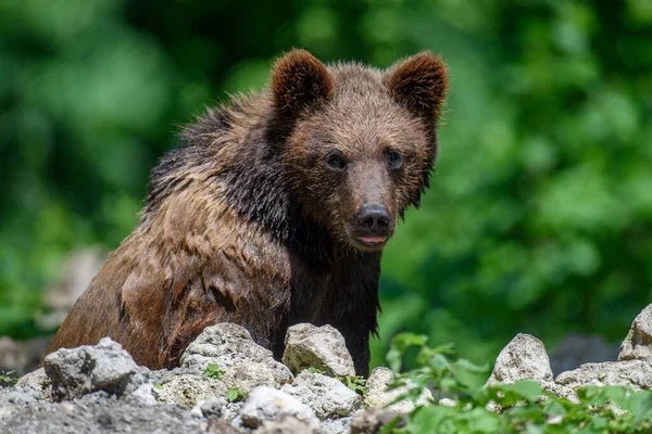 Dziki Niedźwiedź Brunatny Ursus Arctos Letnim Lesie Zwierzęta Środowisku Naturalnym — Zdjęcie stockowe