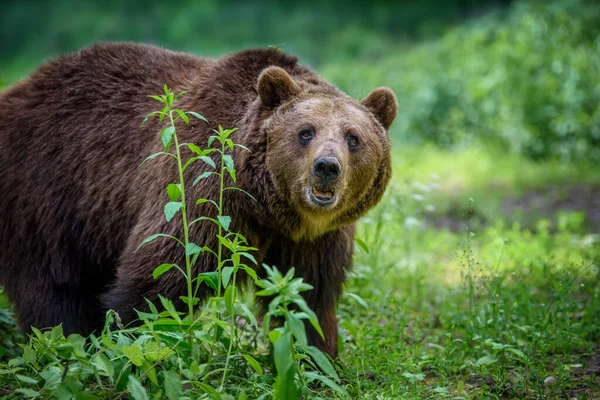 Wild Brown Bear Ursus Arctos Summer Forest Animal Natural Habitat — Stock Photo, Image