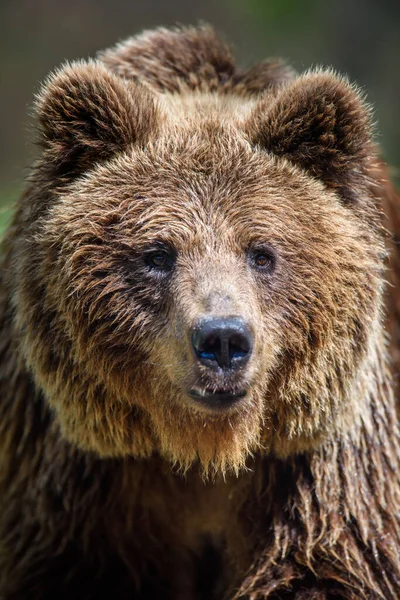 Ritratto Orso Bruno Selvatico Ursus Arctos Nella Foresta Estiva Animali — Foto Stock
