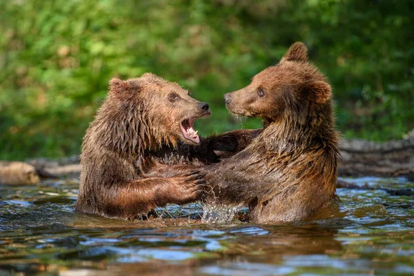 两只野生棕熊 Ursus Arctos 在夏季森林的池塘里玩耍或战斗 在自然栖息地的动物 野生动物场景 — 图库照片