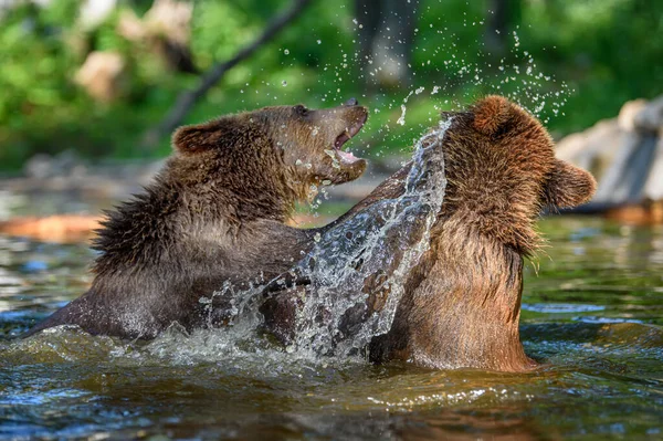 夏の森では2匹の野生のクマ ウルス アルクト が池で遊んだり戦ったりします 自然の生息地で動物 野生動物のシーン — ストック写真