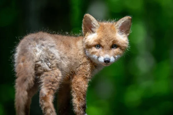 Raposa Vermelha Vulpes Vulpes Filhote Pequeno Floresta Pequenos Predadores Selvagens — Fotografia de Stock