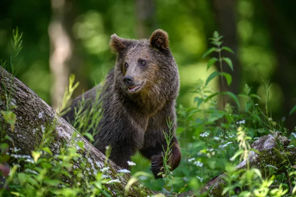 Wild Brown Bear Ursus Arctos Στο Καλοκαιρινό Δάσος Ζώο Φυσικό — Φωτογραφία Αρχείου