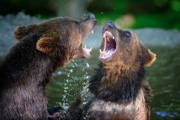 两只野生棕熊 Ursus Arctos 在夏季森林的池塘里玩耍或战斗 在自然栖息地的动物 野生动物场景 — 图库照片