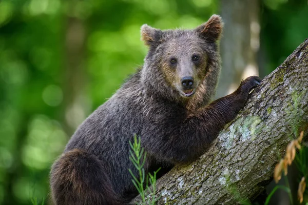 Urso Castanho Selvagem Ursus Arctos Floresta Verão Animais Habitat Natural — Fotografia de Stock