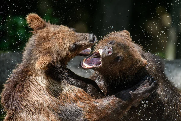 Dos Oso Marrón Salvaje Ursus Arctos Juegan Luchan Estanque Bosque — Foto de Stock