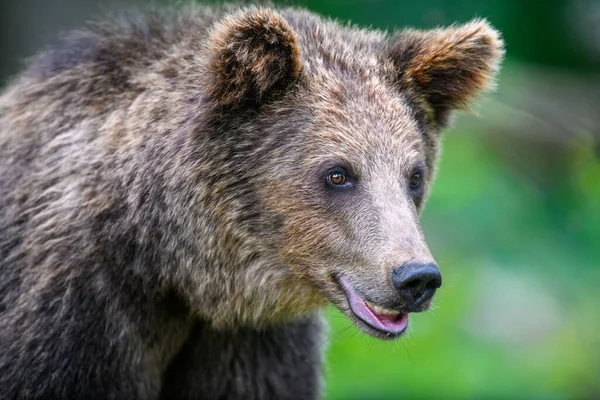 Portret Dzikiego Niedźwiedzia Brunatnego Ursus Arctos Letnim Lesie Zwierzęta Środowisku — Zdjęcie stockowe