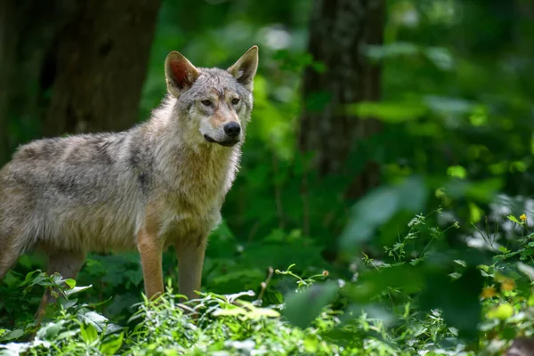 Feche Wolf Floresta Verão Cena Vida Selvagem Natureza Animais Selvagens — Fotografia de Stock