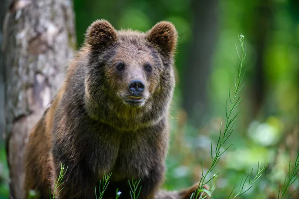 Dziki Niedźwiedź Brunatny Ursus Arctos Letnim Lesie Zwierzęta Środowisku Naturalnym — Zdjęcie stockowe