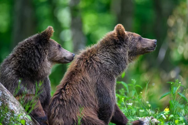 Dois Jovens Urso Marrom Selvagem Ursus Arctos Floresta Verão Animais — Fotografia de Stock