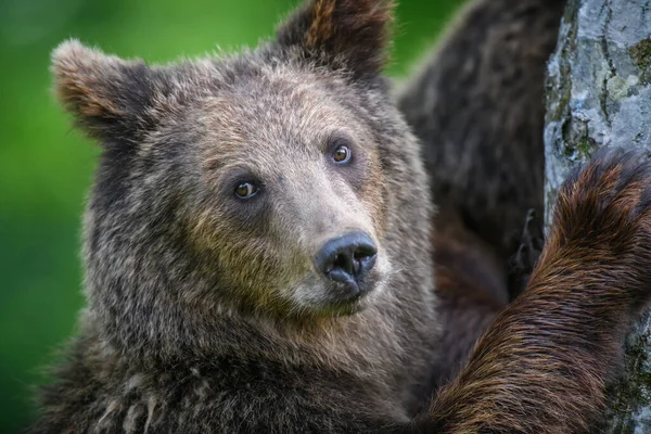 Dziki Niedźwiedź Brunatny Ursus Arctos Opiera Się Drzewo Letnim Lesie — Zdjęcie stockowe