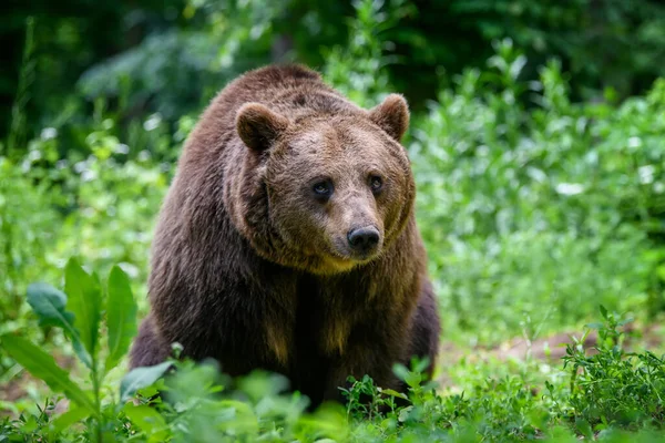 Oso Marrón Salvaje Ursus Arctos Bosque Verano Animal Hábitat Natural — Foto de Stock