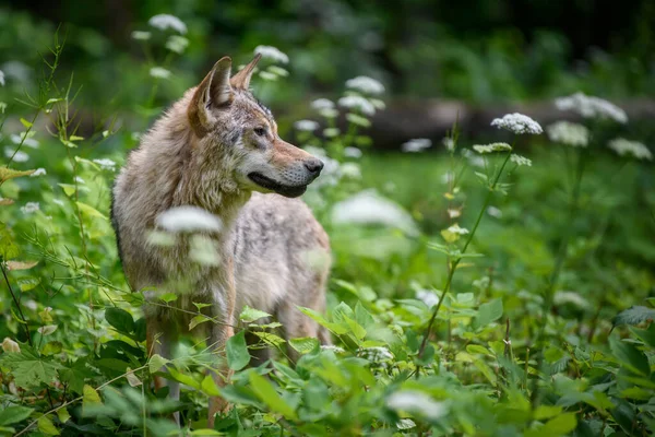 Feche Wolf Floresta Verão Cena Vida Selvagem Natureza Animais Selvagens — Fotografia de Stock