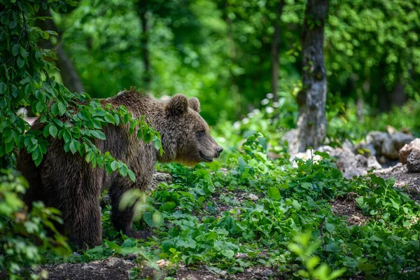 Wild Brown Bear Ursus Arctos Sommerskoven Dyr Naturlige Omgivelser Dyreliv - Stock-foto