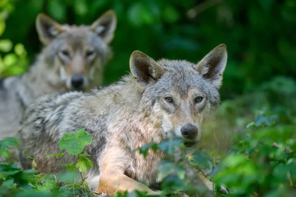 夏天森林里的两只狼大自然的野生动物场景 自然栖息地内的野生动物 — 图库照片