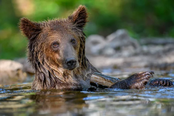 Wild Brown Bear Ursus Arctos Пруду Летнем Лесу Животное Естественной — стоковое фото