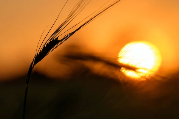 Coucher Soleil Dans Champ Blé Belle Couleur Vive Scène Rurale — Photo