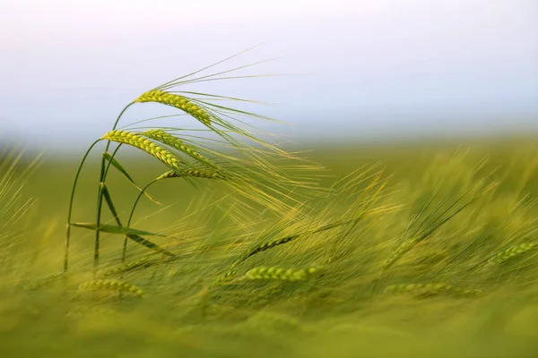 Primer Plano Espiga Trigo Verde Campo Luz Noche — Foto de Stock