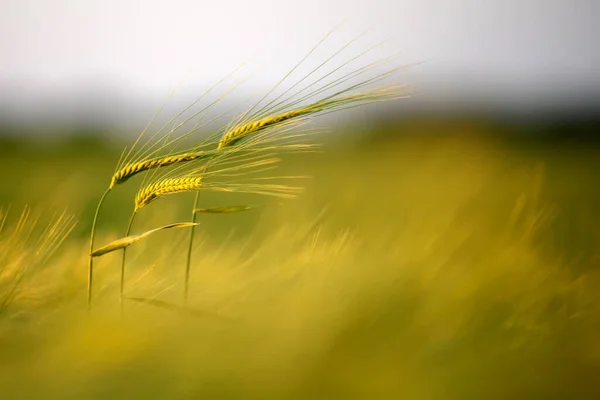 Primo Piano Spuntone Grano Verde Nel Campo Nella Luce Della — Foto Stock