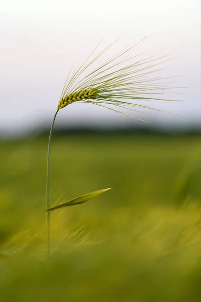 夕方の光の中でフィールド内のクローズアップ緑の小麦スパイク — ストック写真