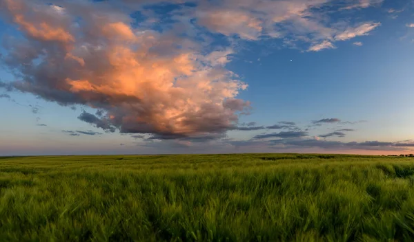 Pšeničné Pole Krajiny Pěšinou Před Západem Slunce Letní Panorama Krajiny — Stock fotografie