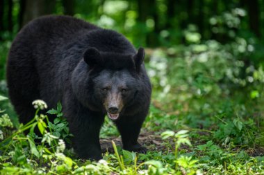 Yaz ormanlarında Asya siyah ayısı (Ursus thibetanus) yakındır. Doğadan vahşi yaşam sahnesi