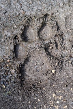 Kurt, köpek lupus, kahverengi çamurda patili ayak izleri. Topraktaki izler