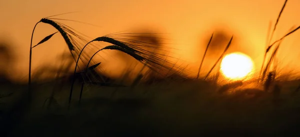 小麦のフィールドで日没 美しい明るい色 陽射しの下の田園風景 — ストック写真