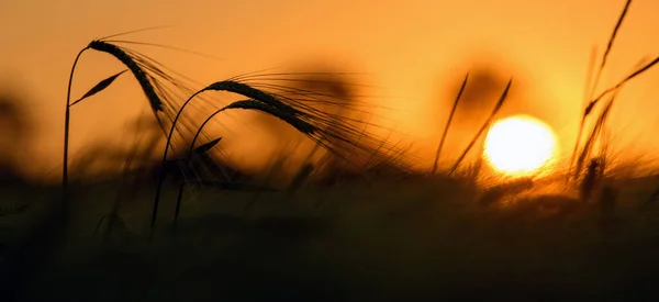 Tramonto Nel Campo Grano Bel Colore Brillante Scena Rurale Sotto — Foto Stock