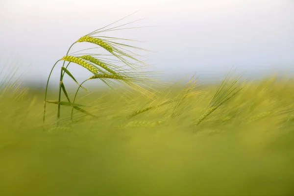 Primo Piano Spuntone Grano Verde Nel Campo Nella Luce Della — Foto Stock