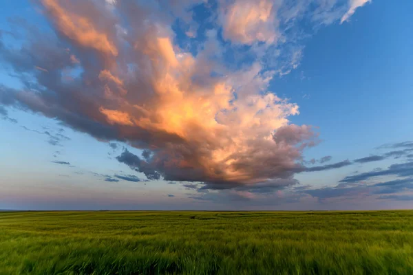 Pšeničné Pole Krajiny Pěšinou Před Západem Slunce Letní Panorama Krajiny — Stock fotografie