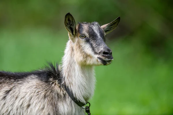 Close Young Goat Portrait Summer Green Meadow — Stock Photo, Image