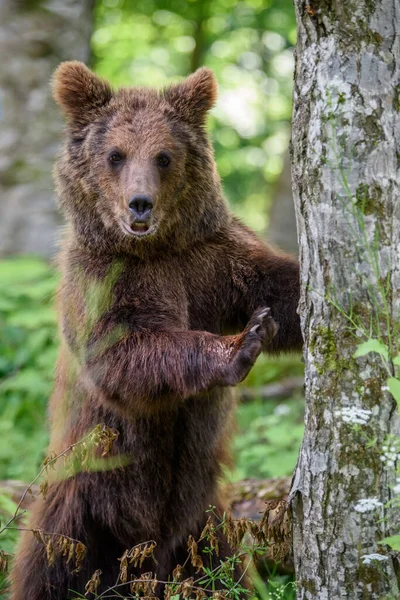 Дикий Коричневый Медведь Ursus Arctos Прислоняется Дереву Летнем Лесу Животное — стоковое фото