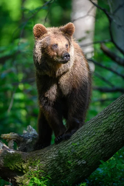 Wild Brown Bear Ursus Arctos Δέντρο Στο Θερινό Δάσος Ζώο — Φωτογραφία Αρχείου