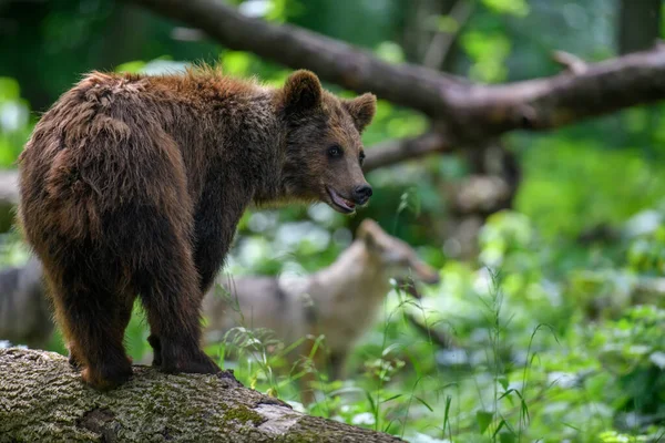 Urso Castanho Selvagem Ursus Arctos Lobo Floresta Verão Animais Habitat — Fotografia de Stock