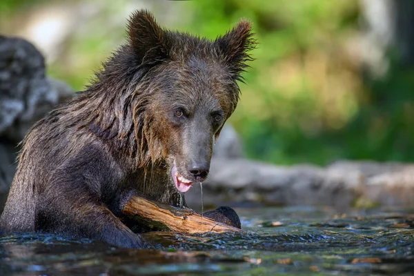 Oso Marrón Salvaje Ursus Arctos Estanque Bosque Verano Animal Hábitat —  Fotos de Stock