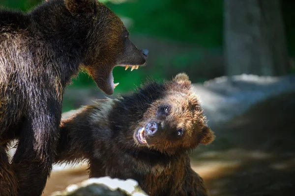 Dos Oso Marrón Salvaje Ursus Arctos Juegan Luchan Estanque Bosque —  Fotos de Stock